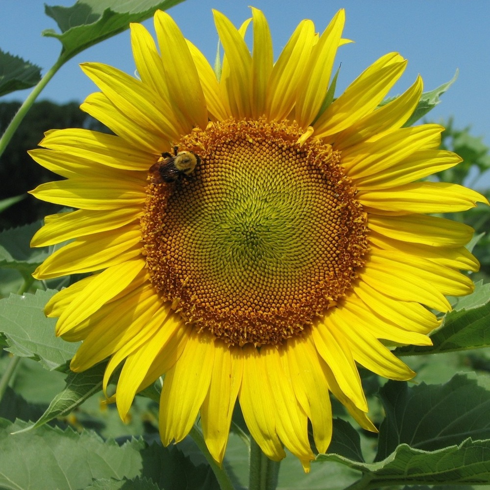 Meet your Posher, Robin